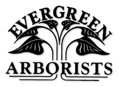 Evergreen Arborists logo